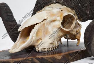 mouflon skull 0041